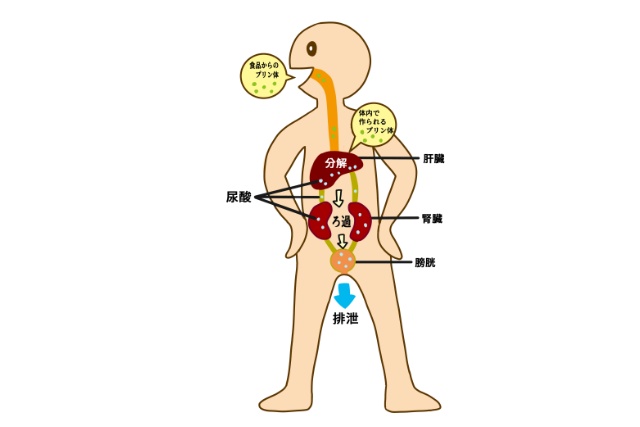 プリン体と尿酸の関係